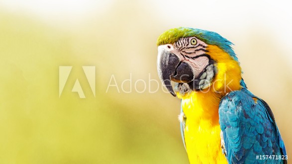 Picture of Blue and Yellow Macaw With Copy Space